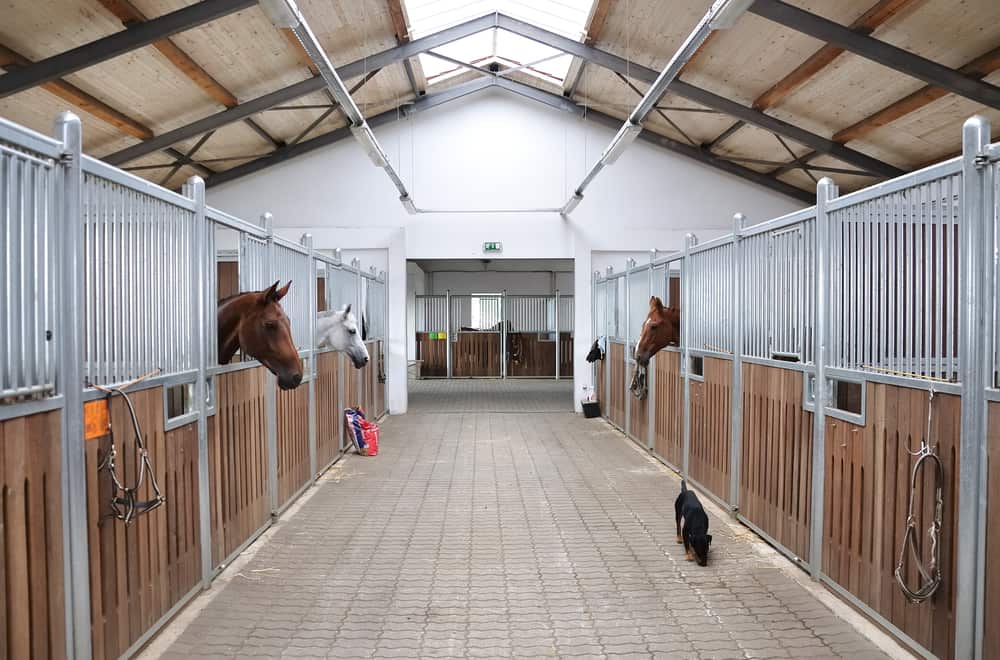 Where Can You Rent A Horse