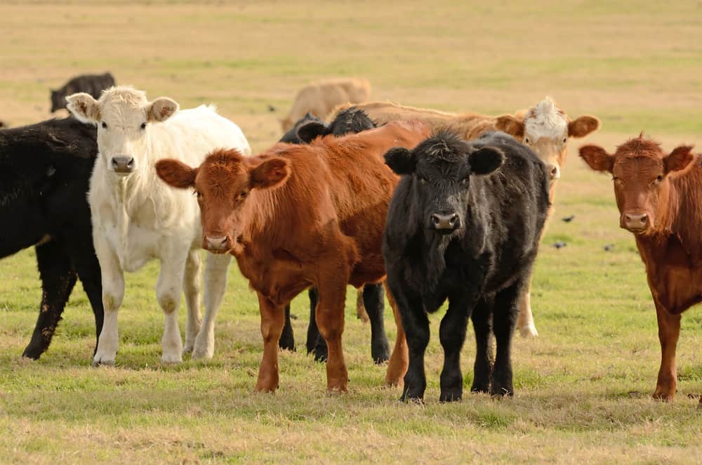 Which Animals Get Used For Glue Production