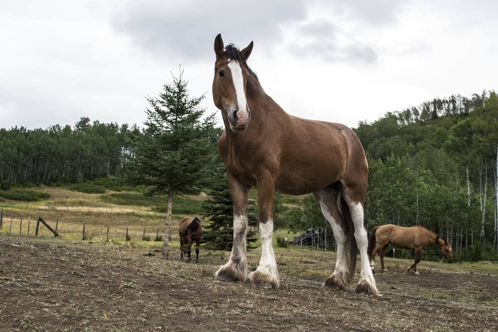 Which Horse Breeds Don A Mustache