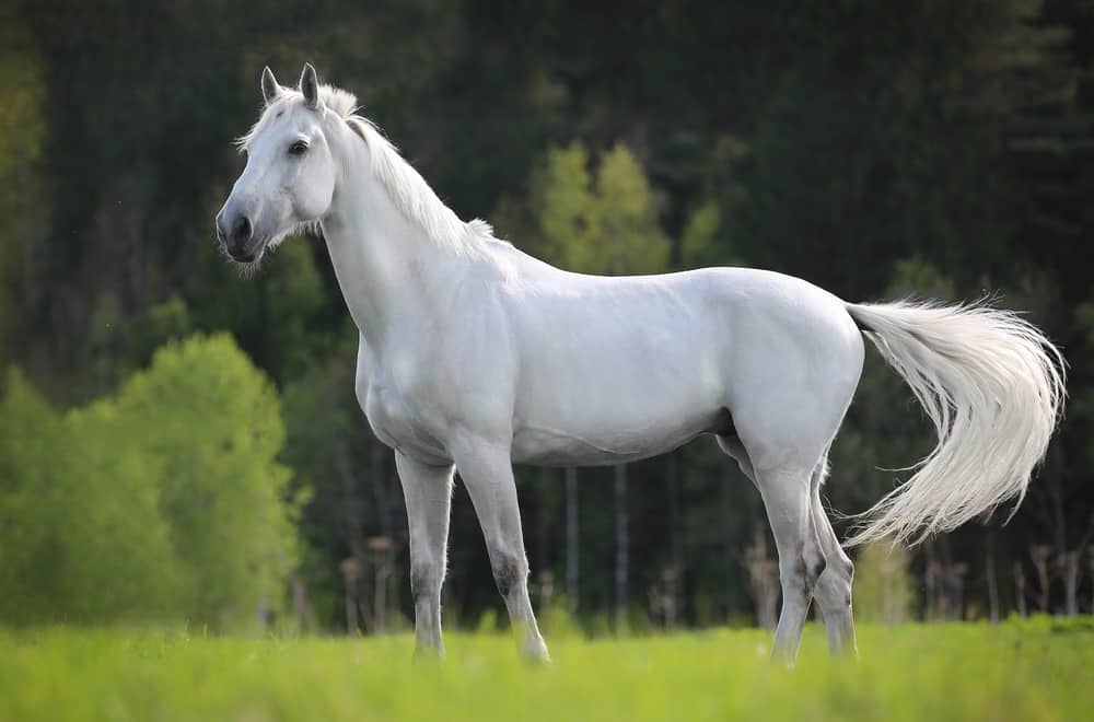 White horse