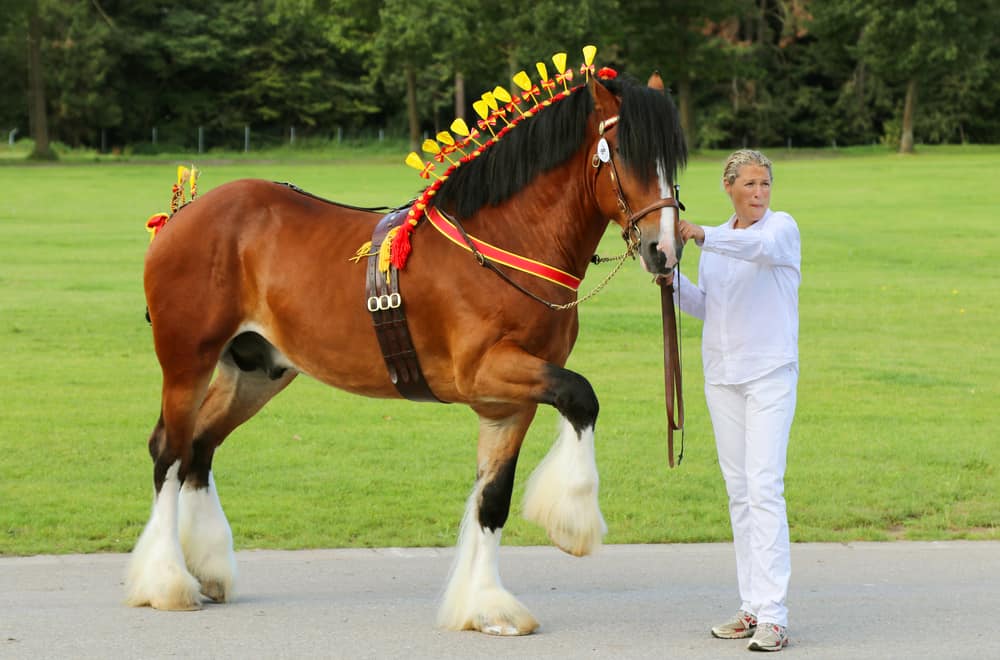 Why Measure Horses In Hands