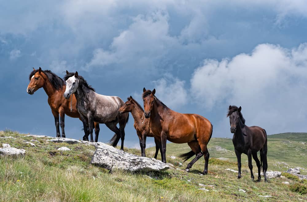 Wild horses