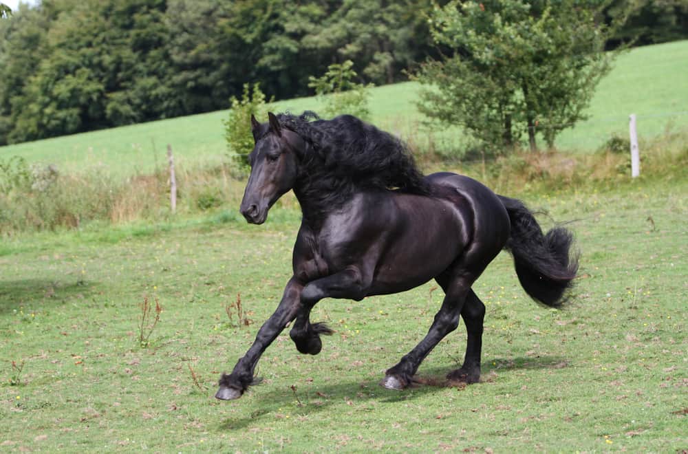 A bit about Friesian horses