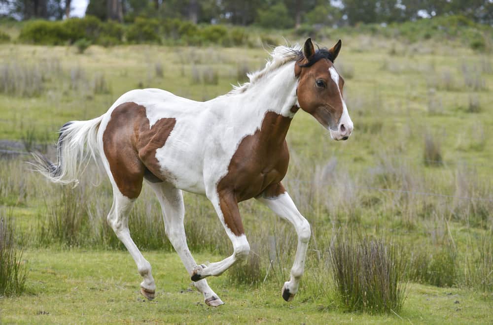 American paint horse