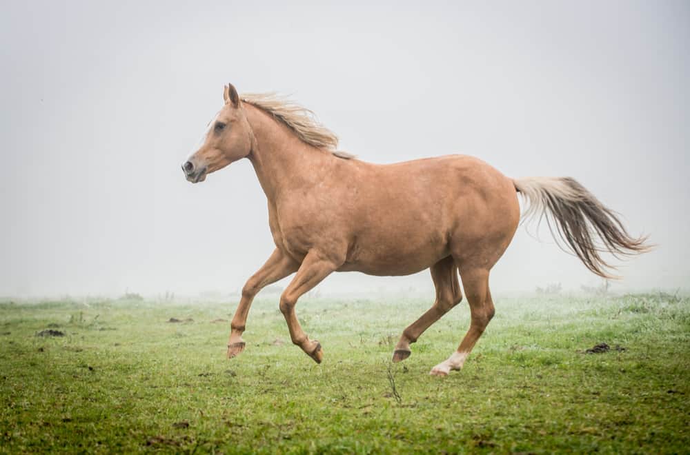 American quarter horse