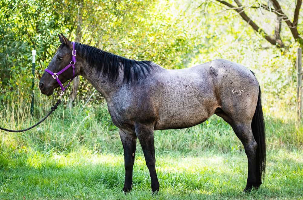 American quarter horse