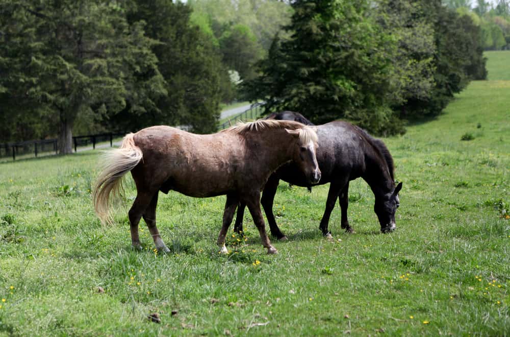 American saddlebred