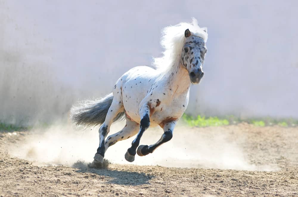 Appaloosa