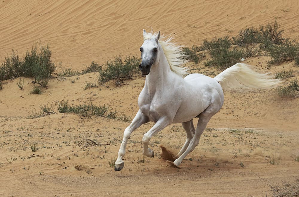 Arabian