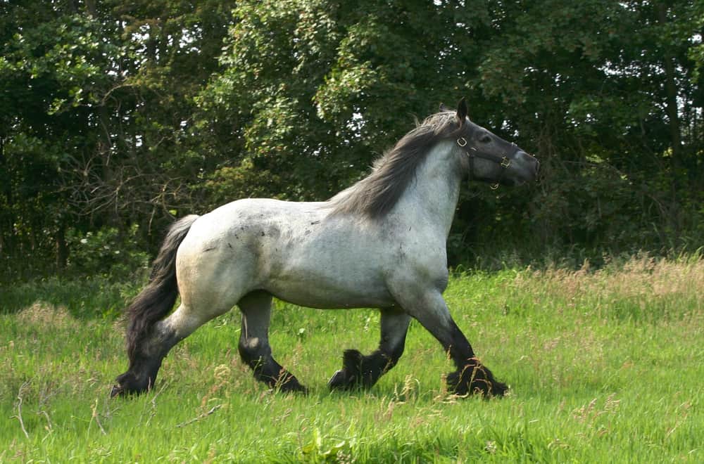 Brabant and Belgian