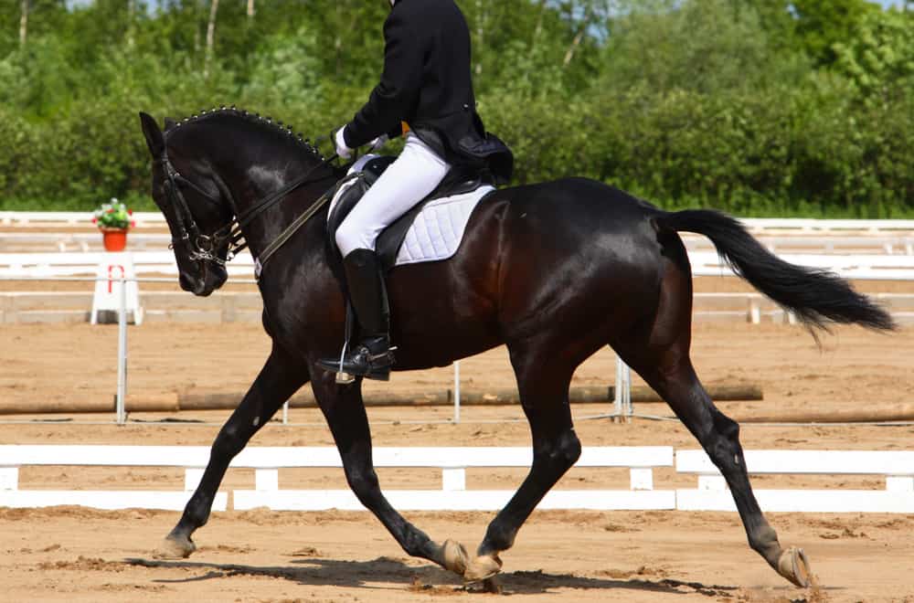 Dressage