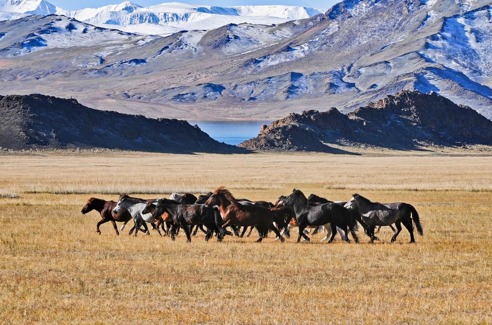 Migration to Eurasia and Extinction in the Americas