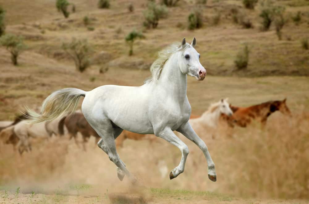 Mustang