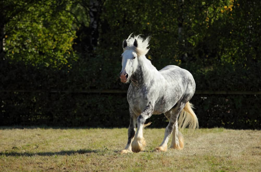 Percheron