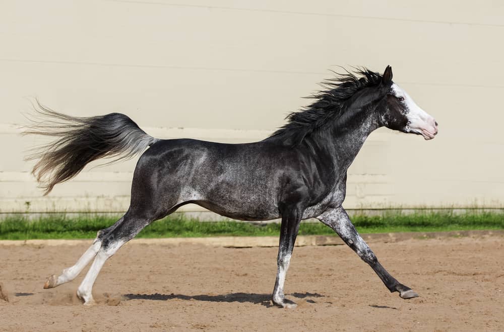 Rabicano