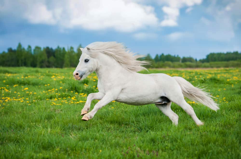 Shetland pony