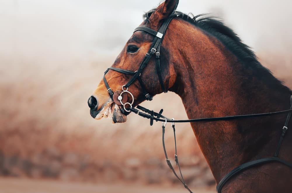 Snaffle bits