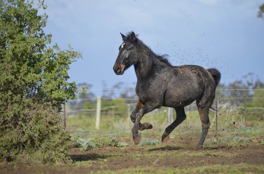 Standardbred