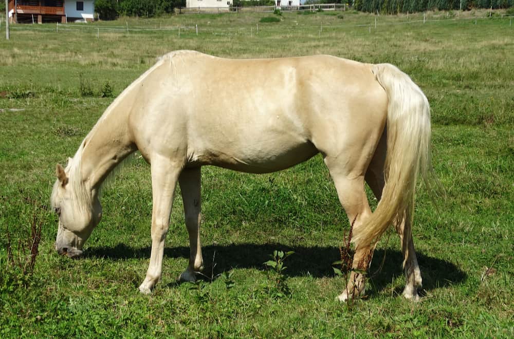 Tennessee walking horse