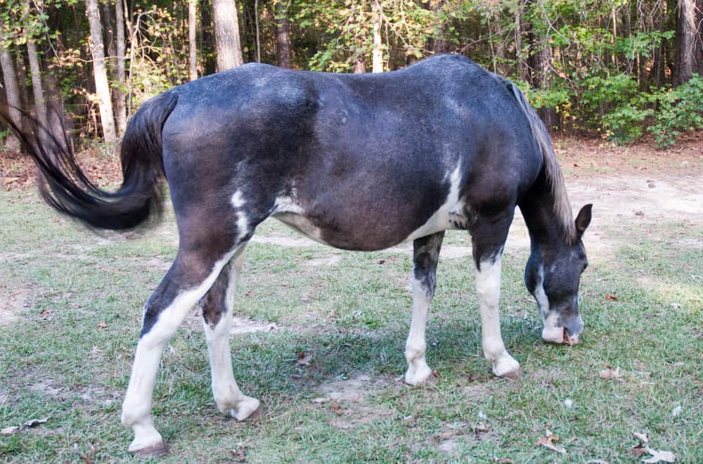Tennessee walking horse