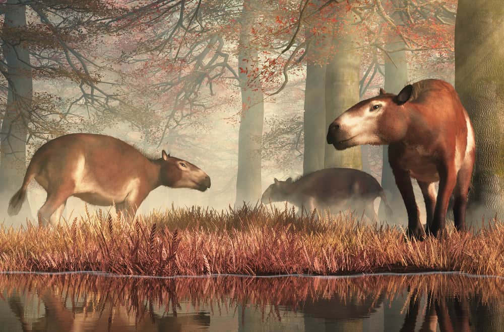 The evolution of horse ancestors in North America – the earliest beginnings