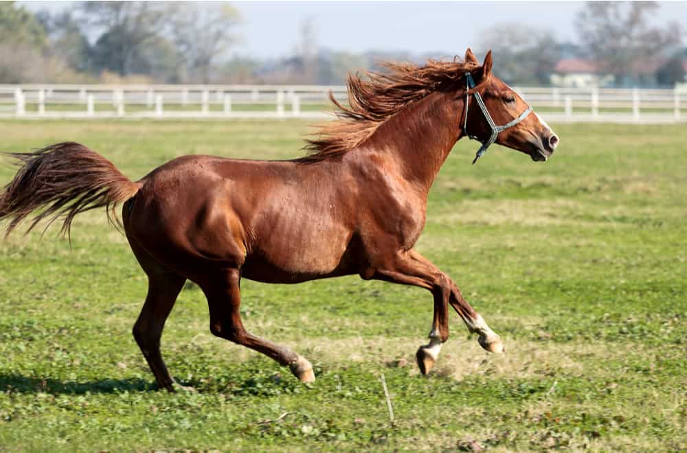 Thoroughbred