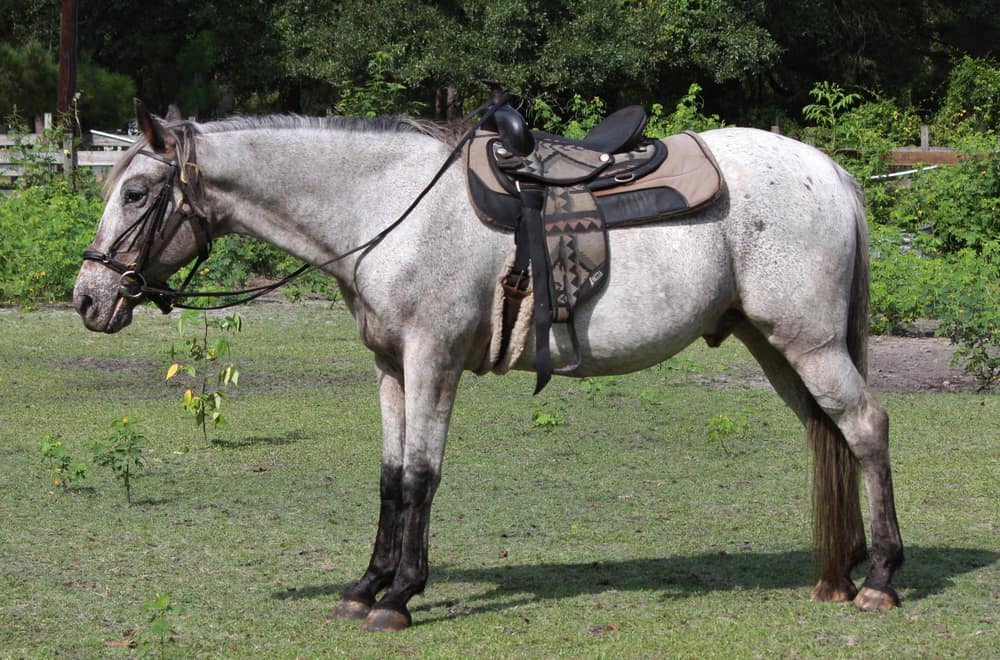 Varnish roan