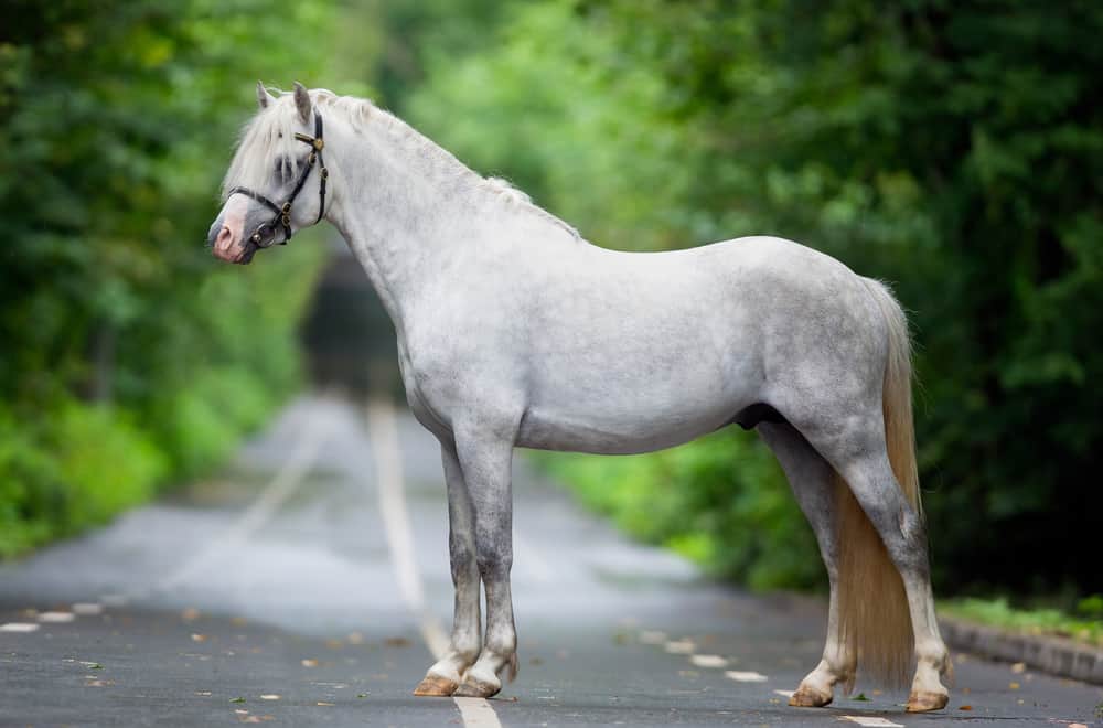 Welsh pony and cob