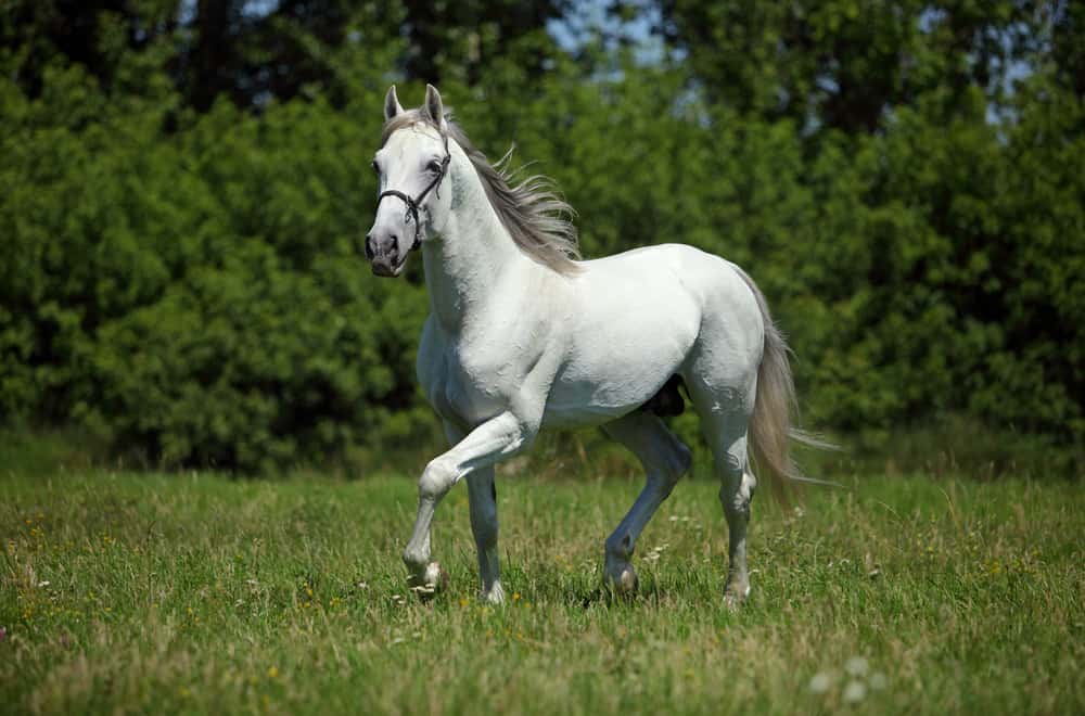 What does “white” really mean
