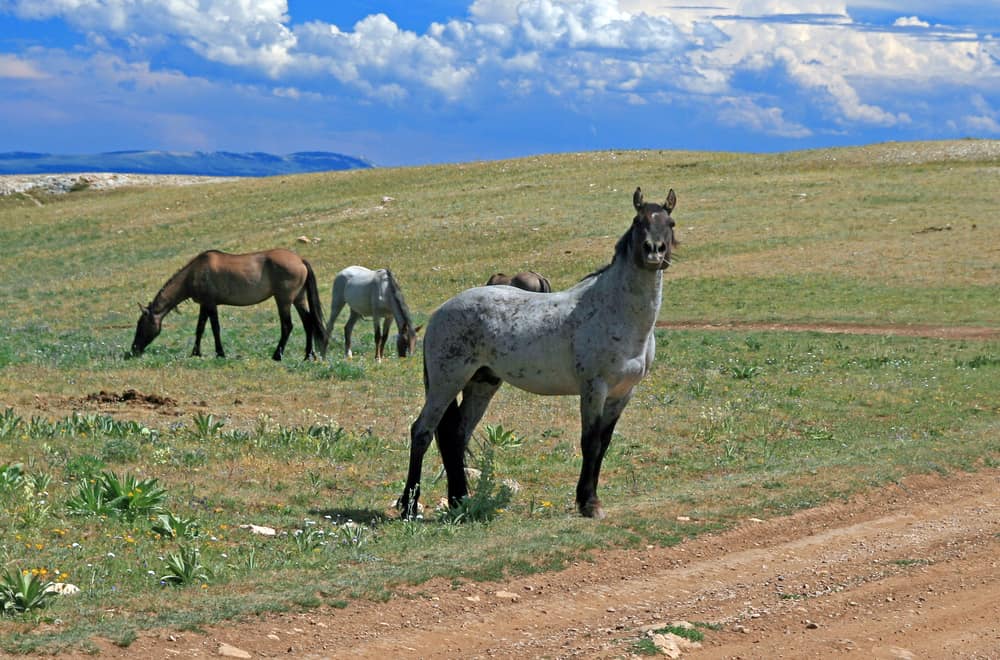 What is a “roan” horse