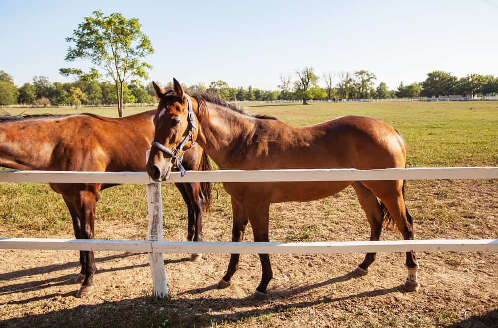 “Wild” vs “feral” vs “domesticated”