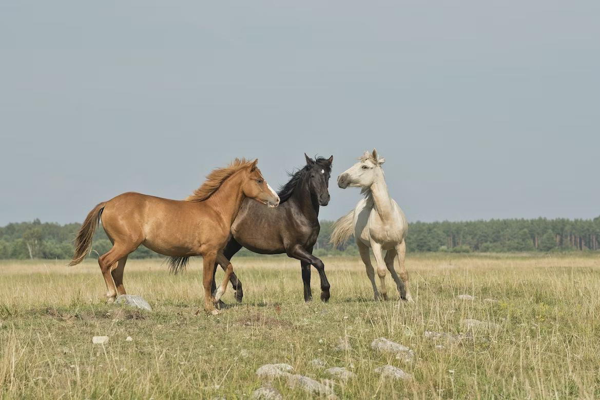 11 The Horse With the Flying Tail