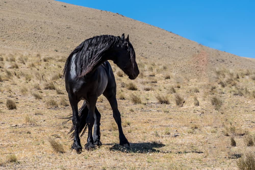 Fun Facts About Friesian Horses