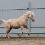 What Breed of Horse is a Palomino?