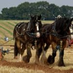 15 Famous Work & Draft Horse Breeds (With Pictures)