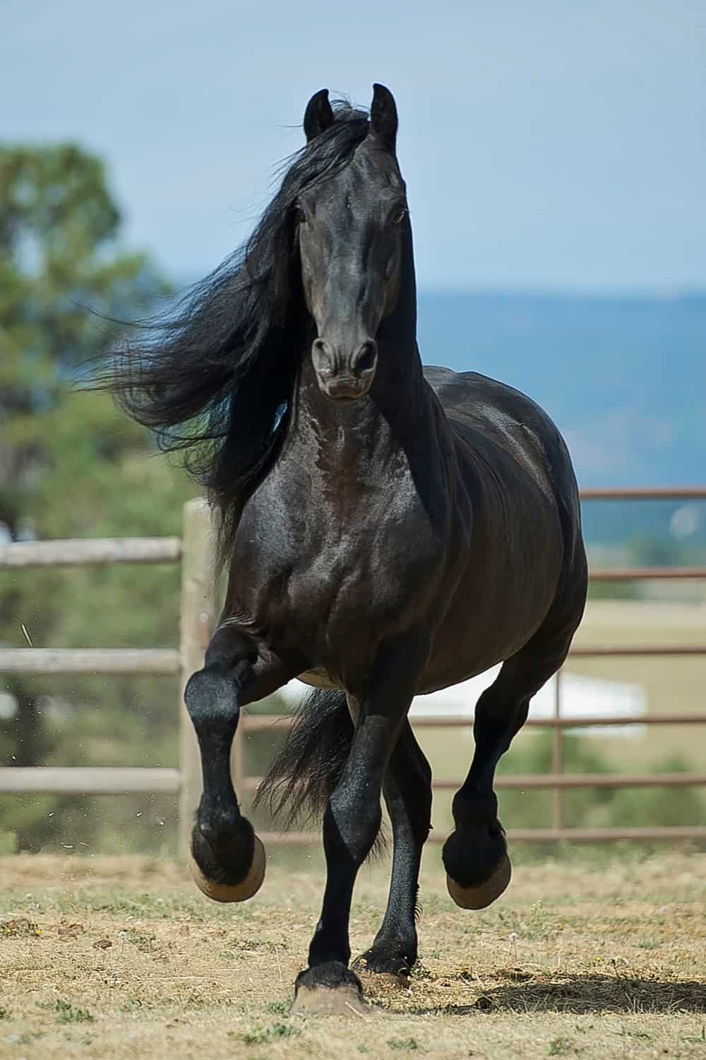 19 Most Popular Horse Breeds & Types of Horses