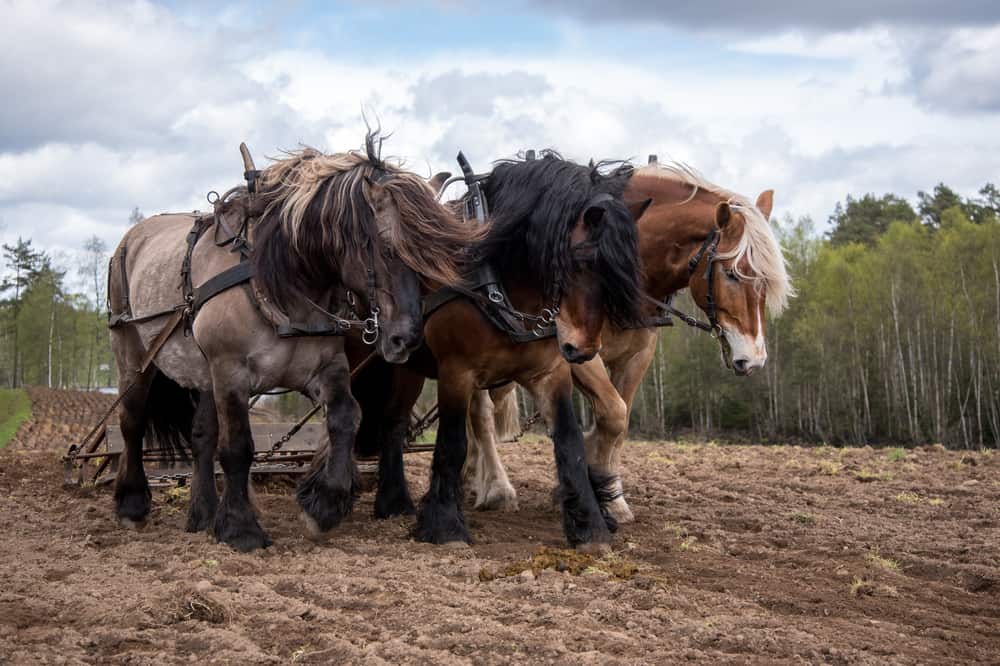 How Much Weight Can a Draft Horse Pull