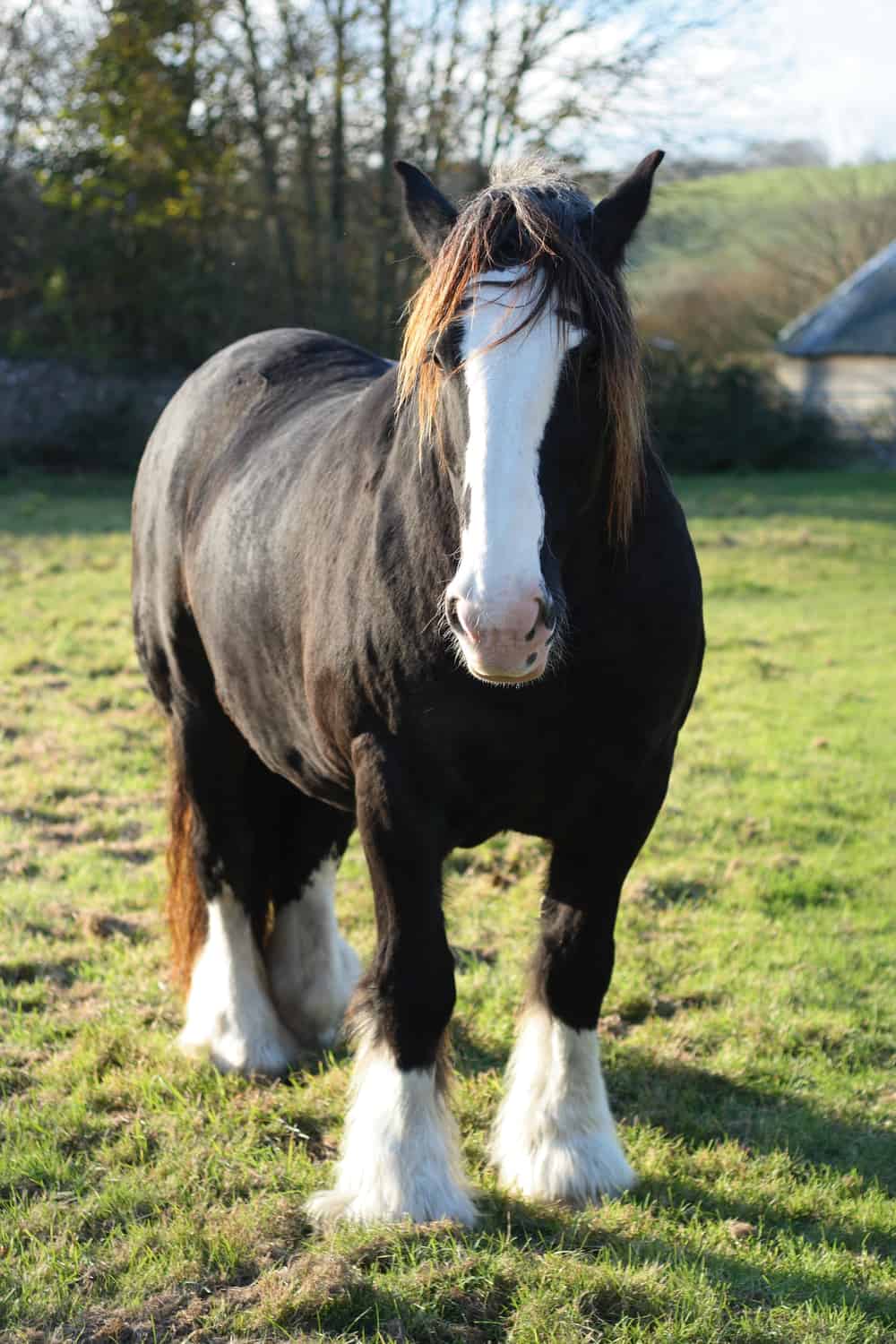 Shire Horse 1