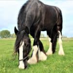 Shire Horse Breed: Information, Size, History & Pictures