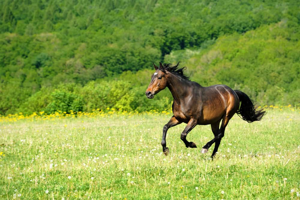 Ways to Make the Horse Run Faster