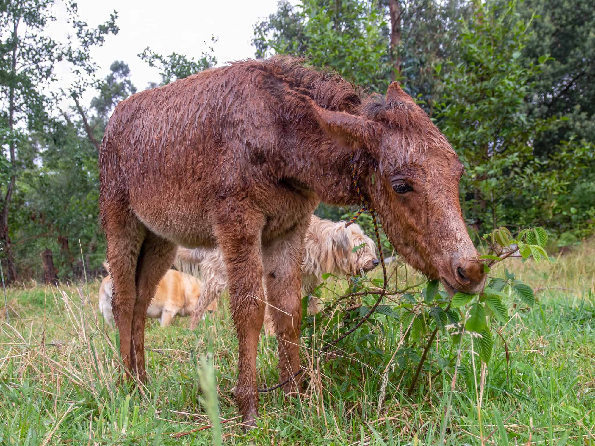What Is the Name for the Offspring of a Male Donkey and a Female Horse?