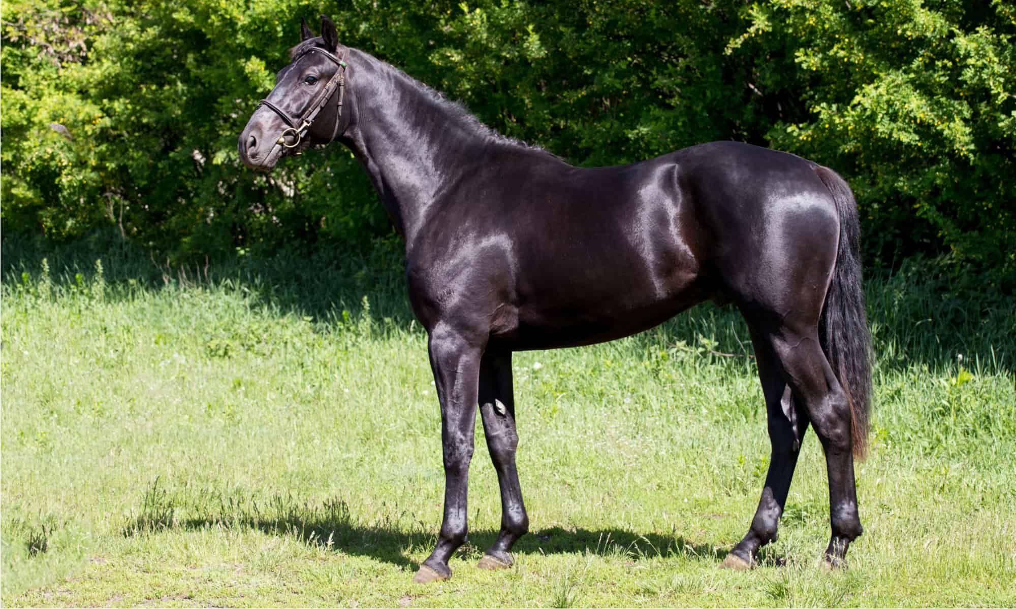 13 Beautiful Black Horse Breeds In the World