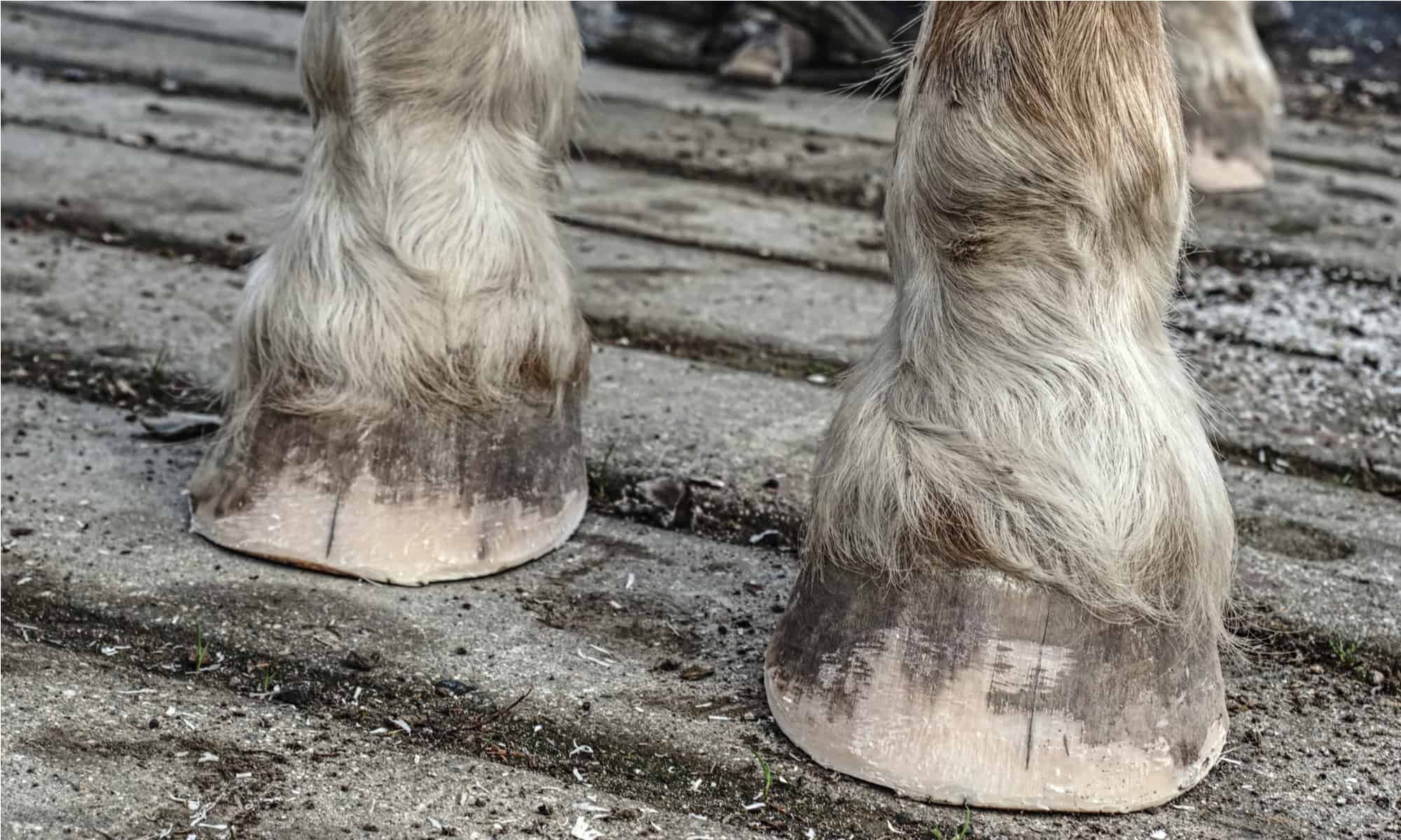Why Do Horse Hooves Need to Be Trimmed 
