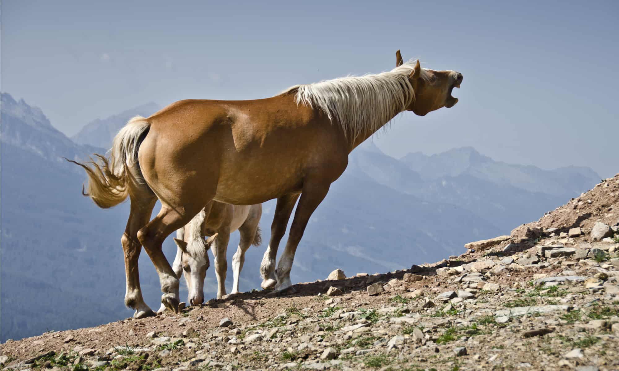 9 Reasons Why Do Horses Whinny