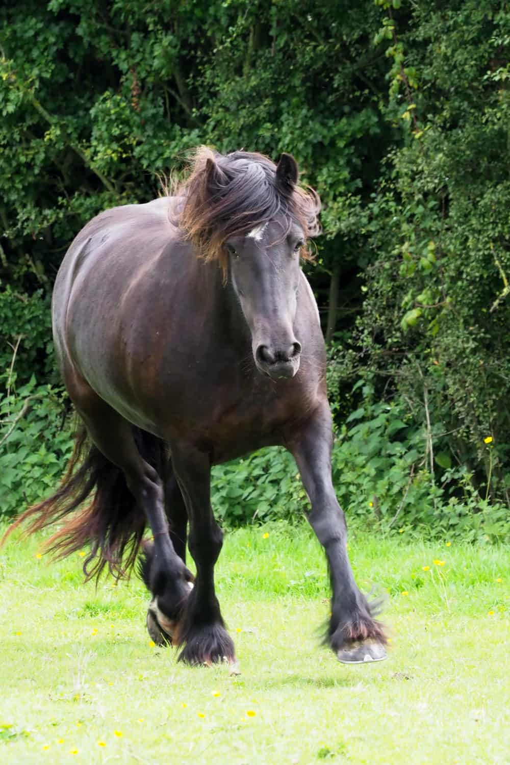 Details about   3D Black Horse H691 Animal Game Non-Slip Mat Elegant Photo Carpet Honey show original title 