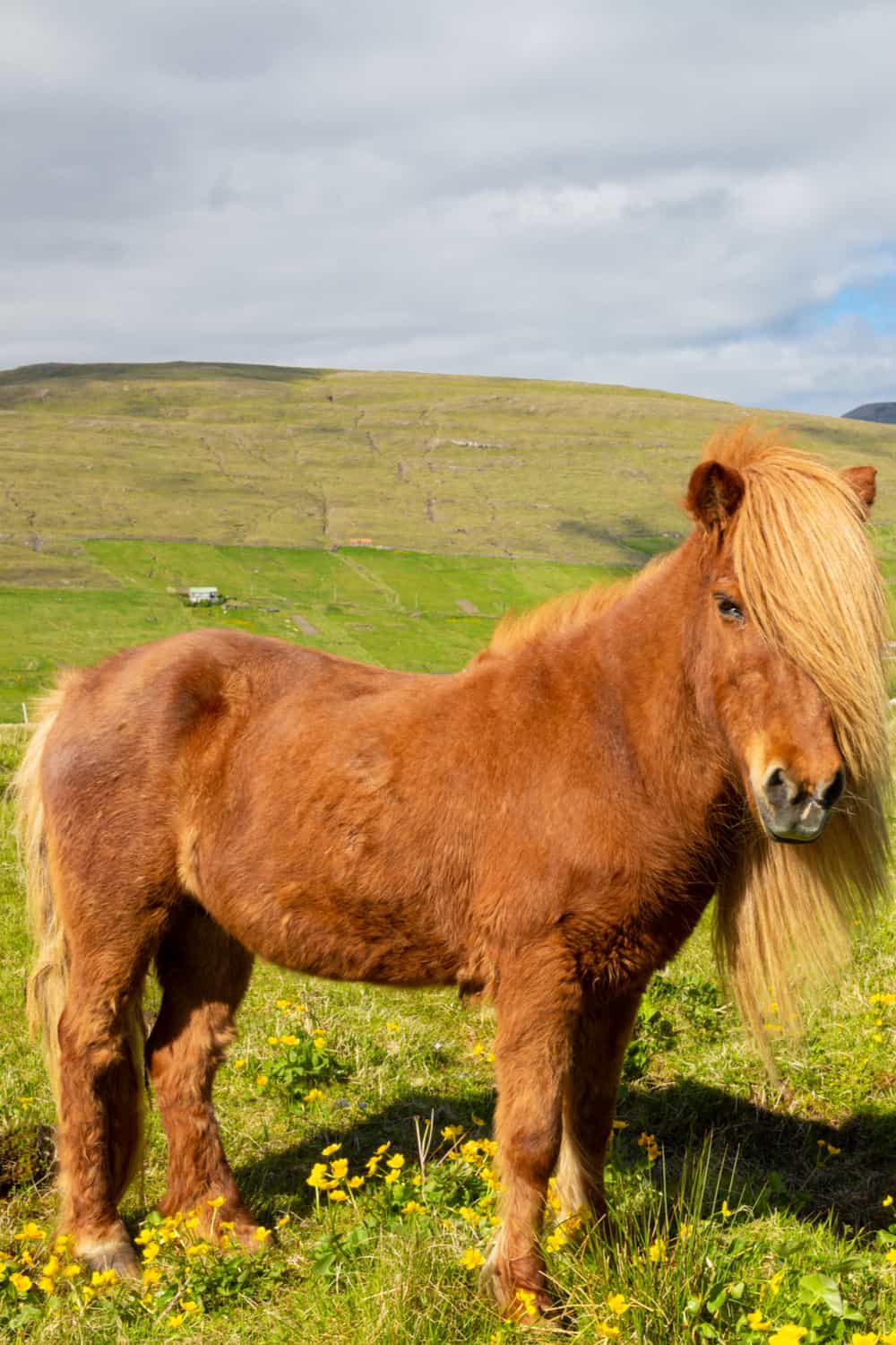 Faroe Pony