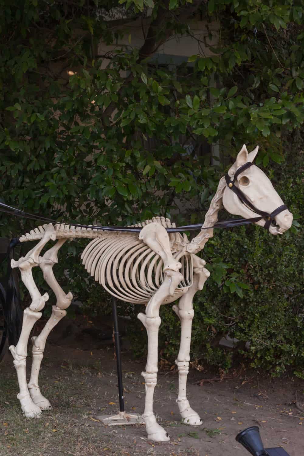 Horse skulls have more than twice as many bones as human skulls …