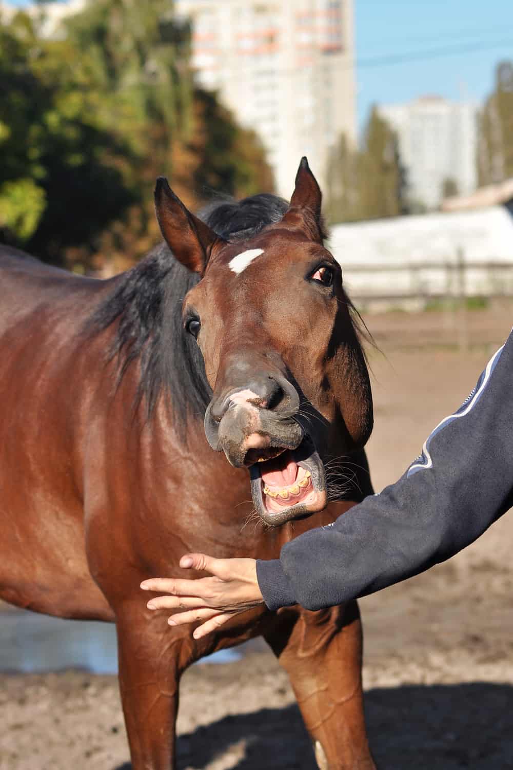 Horses bite when sick or uncomfortable