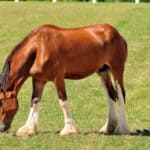 How Much Does A Clydesdale Horse Cost?