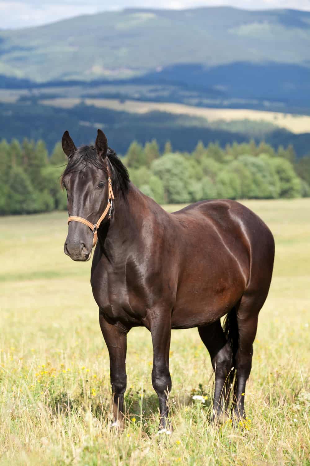 Kladruber Horse